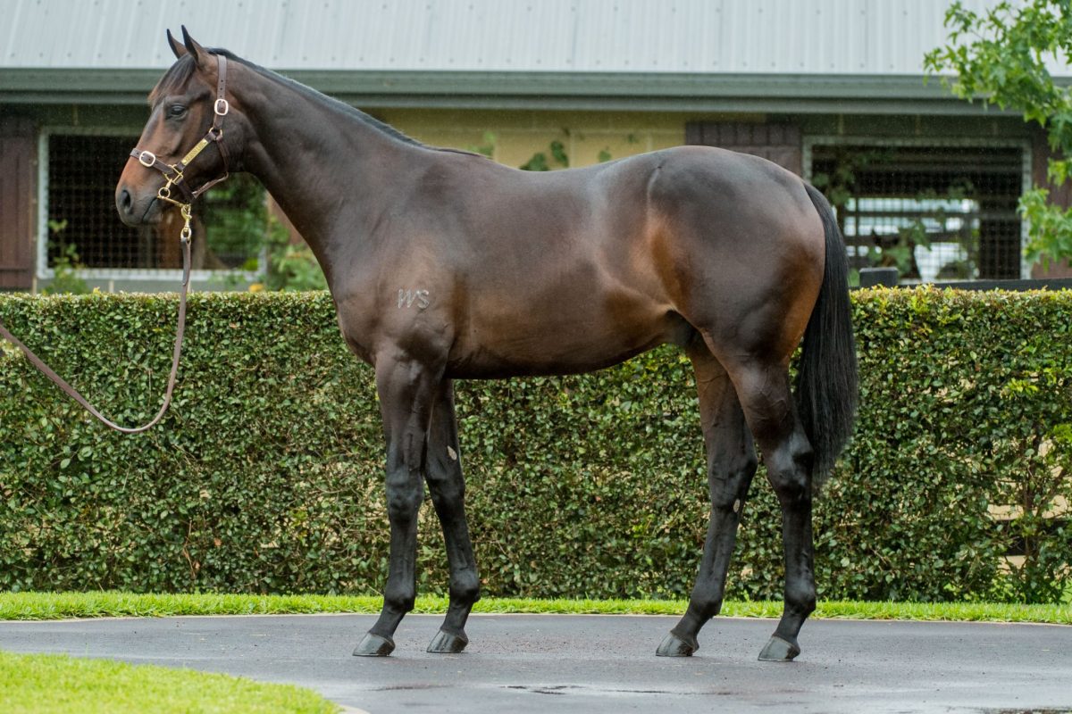 Waikato Flyer